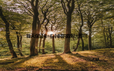 每天保证4-6小时的散射光即可