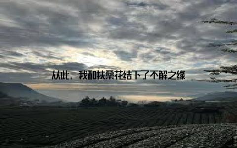 从此, 我和扶桑花结下了不解之缘