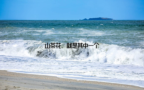 山茶花, 就是其中一个