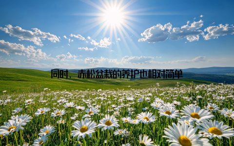 同时, 赤松盆栽的养护也相对简单