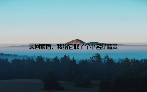 买回家后, 我给它取了个小名绿精灵