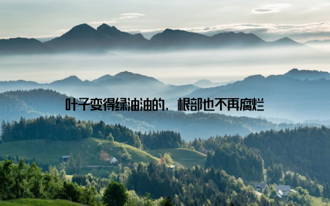 叶子变得绿油油的, 根部也不再腐烂