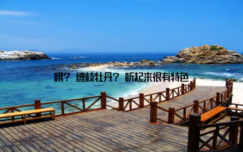 哦? 缠枝牡丹? 听起来很有特色