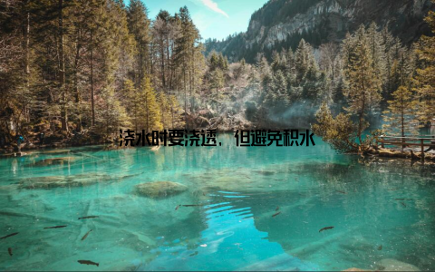 浇水时要浇透, 但避免积水