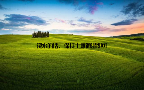 浇水的话, 保持土壤微湿即可