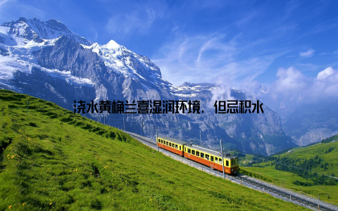 浇水黄桷兰喜湿润环境, 但忌积水