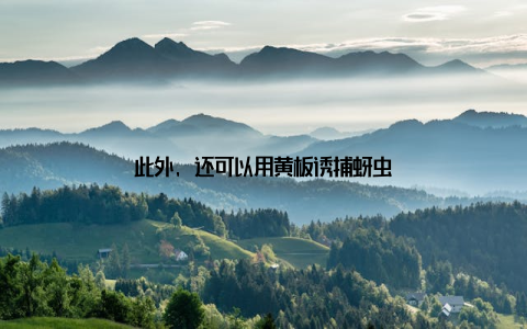 此外, 还可以用黄板诱捕蚜虫