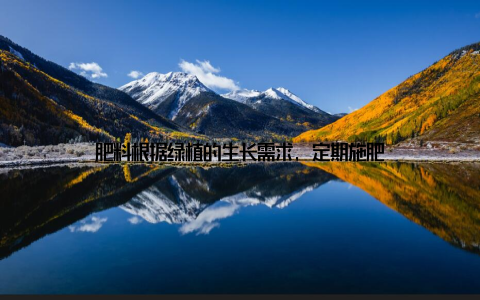 肥料根据绿植的生长需求, 定期施肥