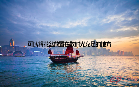 可以将花盆放置在散射光充足的地方