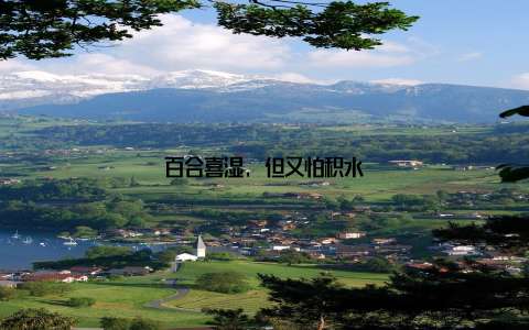 百合喜湿, 但又怕积水