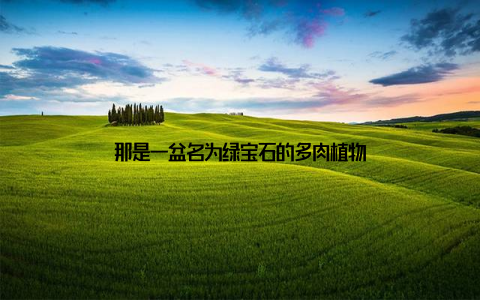 那是一盆名为绿宝石的多肉植物
