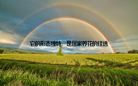 它的形态独特, 是居家养花的佳选