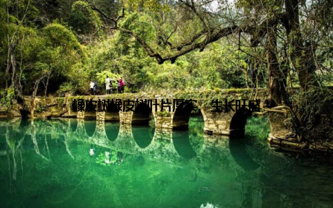 橡皮树橡皮树叶片厚实, 生长旺盛