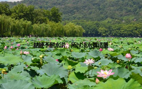 桔梗不耐水涝, 所以浇水要适量