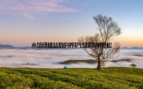 水培绿植盆栽的养护过程简单轻松