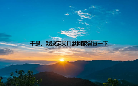 于是, 我决定买几盆回家尝试一下