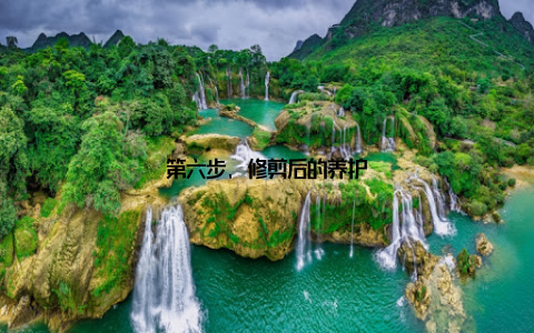 第六步, 修剪后的养护