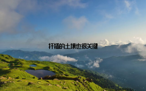 扦插的土壤也很关键