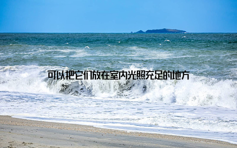 可以把它们放在室内光照充足的地方