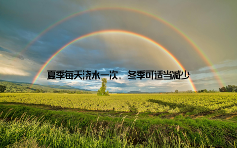 夏季每天浇水一次, 冬季可适当减少