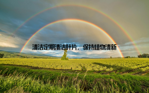 清洁定期清洁叶片, 保持植物清新