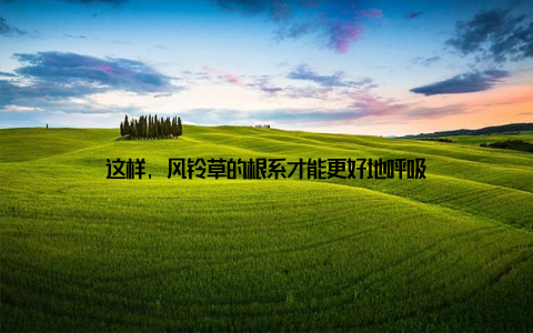 这样, 风铃草的根系才能更好地呼吸