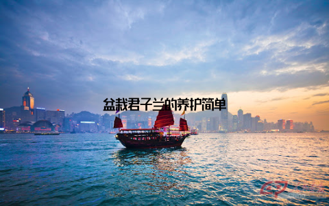 盆栽君子兰的养护简单