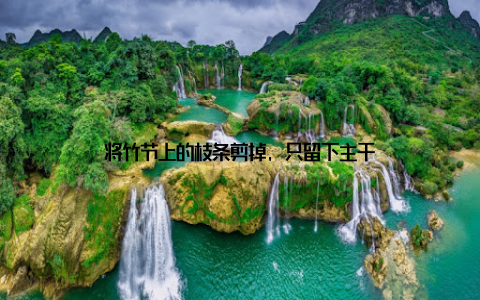 将竹节上的枝条剪掉, 只留下主干