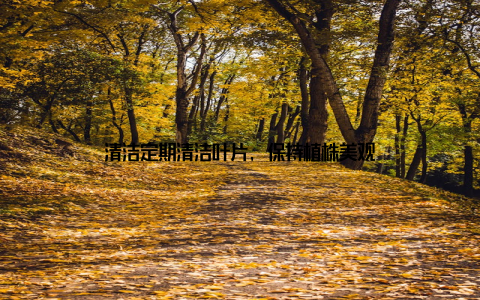 清洁定期清洁叶片, 保持植株美观