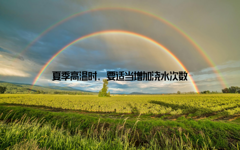 夏季高温时, 要适当增加浇水次数