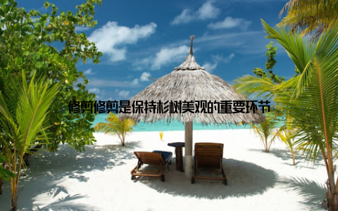 修剪修剪是保持杉树美观的重要环节