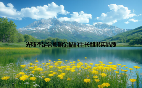 光照不足会影响金桔的生长和果实品质