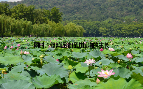 同时, 修剪还能促进植物的生长