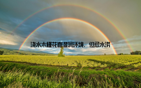 浇水木槿花喜湿润环境, 但忌水涝