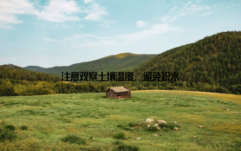 注意观察土壤湿度, 避免积水