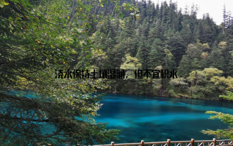 浇水保持土壤湿润, 但不宜积水