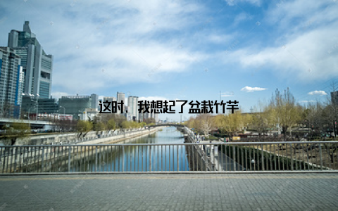 这时, 我想起了盆栽竹芋