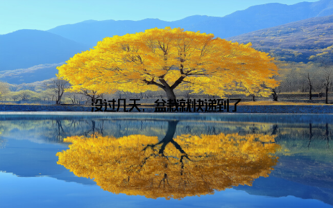 没过几天, 盆栽就快递到了