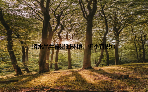 浇水吊兰喜湿润环境, 但不宜积水