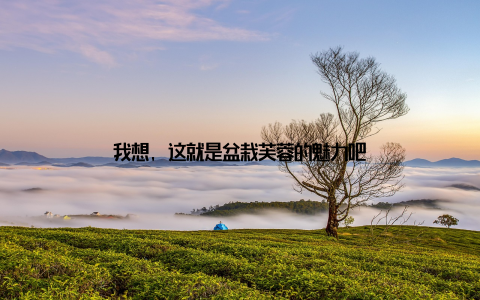 我想, 这就是盆栽芙蓉的魅力吧