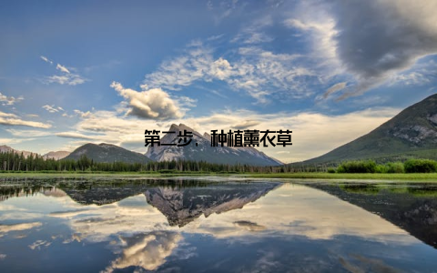 第二步, 种植薰衣草