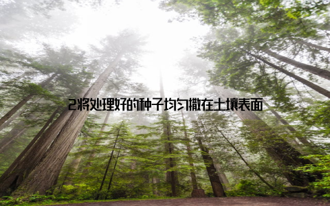 2将处理好的种子均匀撒在土壤表面