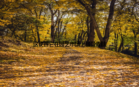 这使得它在园艺市场上备受青睐