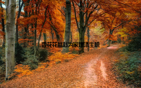 香花花盆栽为家增添生机