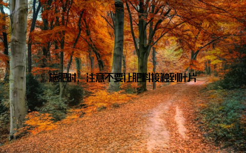 施肥时, 注意不要让肥料接触到叶片